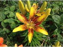 ����� ��������.