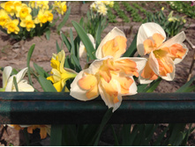 ���� ��������