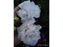 IMG 20190725 205425.jpg