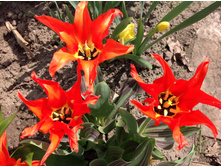 ����� ����������