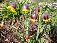 ������ �����������