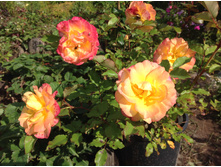 ���� ��������