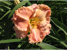 �������� ����� ������