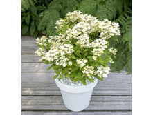 �������� ���*