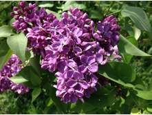 ������ ����� ������