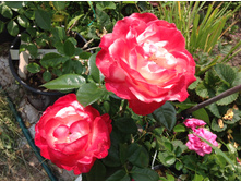 ���� ����������