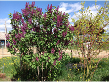 ������ ( �����������)