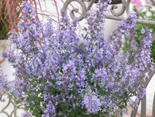 �������� ������� 20�*