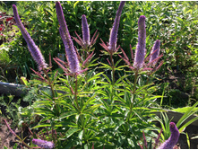 ������������� Cupid