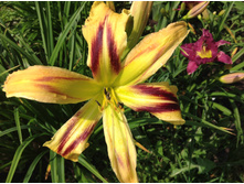 �������� ��������