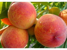 ������� ���� ������������  �4 545�