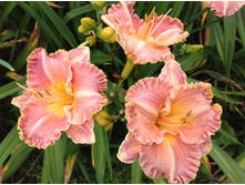 �������� �������� ���������