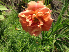 �������� �������� �����