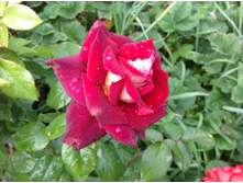 ���� ���� ������  �/ �