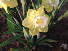 ������� ���� �����