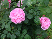 ���� ������ �����