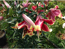 ����� �������  ����