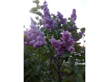 IMG 20190524 195809.jpg