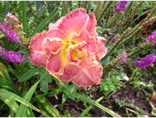 �������� ����� �� ����