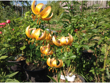 ������ ������ ����