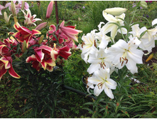 ����� �������  ���� � �����