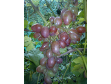 ��� (������ ����������� �������)