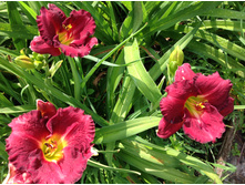 �������� �������