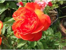 ���� ����� ������