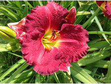 �������� �������