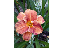 �������� Spacecoast Freaky Tiki () ������� 1 �� 200�