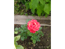 IMG 20190724 152905.jpg