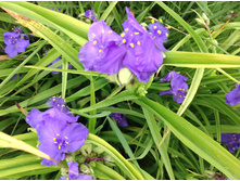 ������������ ���� ����  ( Sweet-Kate)