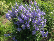 �������� �����������