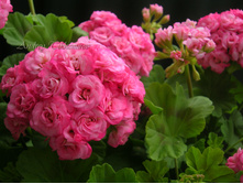 Grainger's Antique Rose - 300