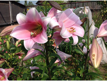 ����� ���� �����