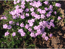 ����� ���������� ��� ���