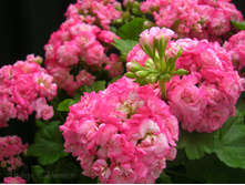 Grainger's Antique Rose - 300