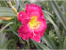 �������� Dale Hensley