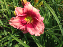 �������� �������� ���