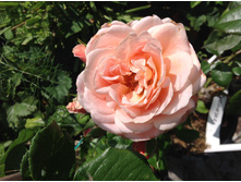 ���� �����   ����������