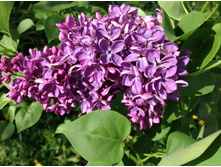 ������ ����� ������