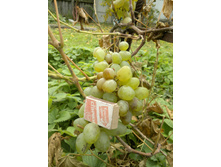 ������ .