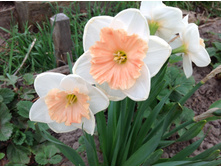 ������� ����