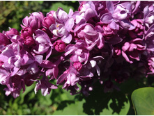 ������ ��������