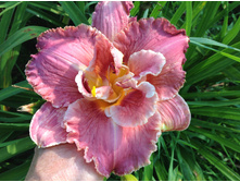 �������� ��������� ��������