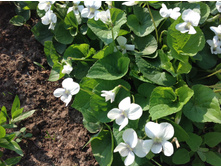 ������ �����