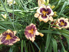 IMG 20190728 150712.jpg