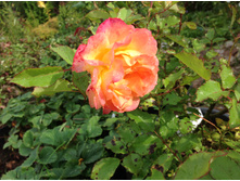 ���� ��������