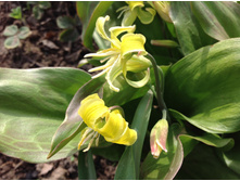 ������ ������