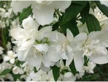 ������ ���������� ��������